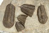 Cluster Of Ordovician Trilobites (Sokhretia?) - Erfoud, Morocco #233898-3